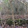 Lon Bailiff Homeplace 2016 064